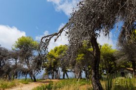 Griechenland Zakynthos 2019 September 03