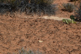 Canyonland_Nationalpark_07_big.jpg Canyonland_Nationalpark_07_big.jpg