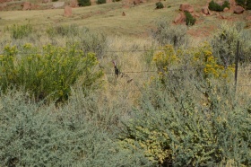 Canyonland_Nationalpark_29_big.jpg Canyonland_Nationalpark_29_big.jpg