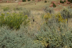 Canyonland_Nationalpark_29_big.jpg