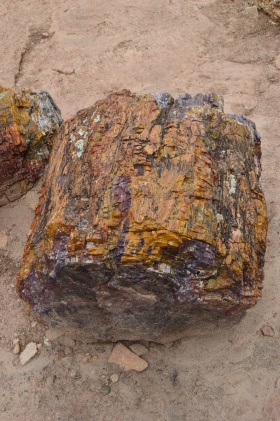 Escalante_Petrified_Forrest_07_big.jpg