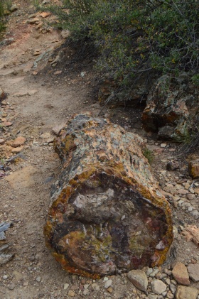 Escalante_Petrified_Forrest_10_big.jpg