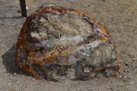 Escalante_Petrified_Forrest_16_big.jpg