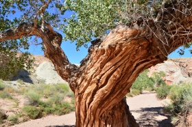 Little_Wild_Horse_Canyon_11_big.jpg Little_Wild_Horse_Canyon_11_big.jpg