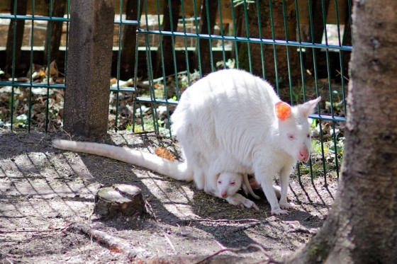 Zoo Kernhof Albino Känguruh mit Joey 16 