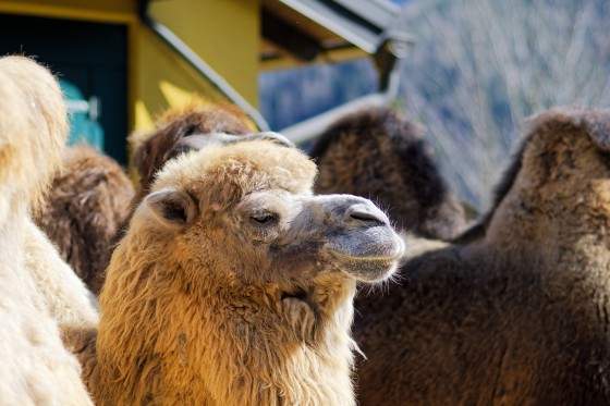 Zoo Kernhof Kamel 17 