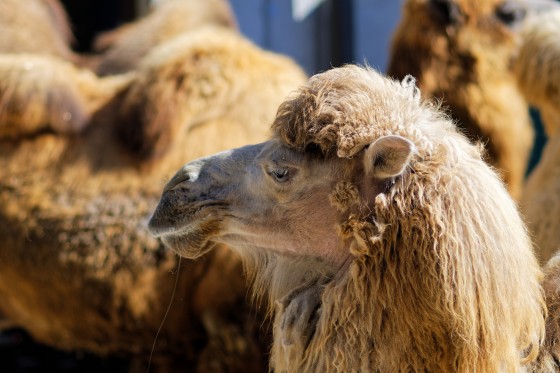 Zoo Kernhof Kamel 18 