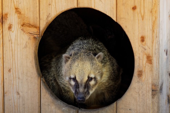 Zoo Kernhof Nasenbär 14 Zoo Kernhof Nasenbär 14