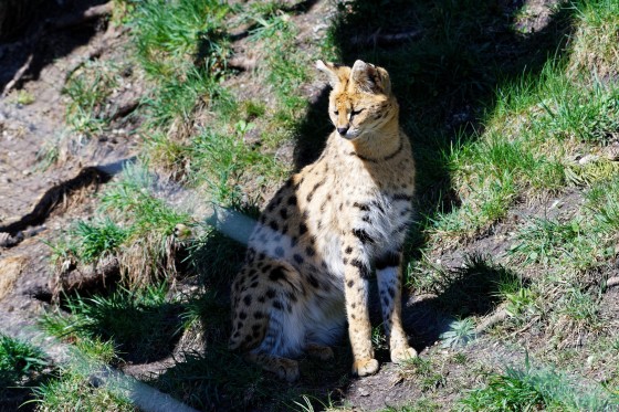 Zoo Kernhof Serval 2 