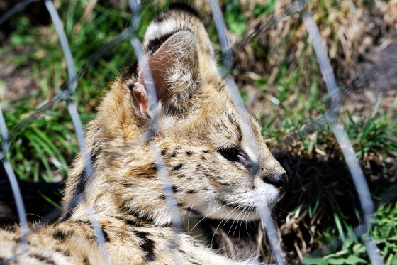 Zoo Kernhof Serval 4 