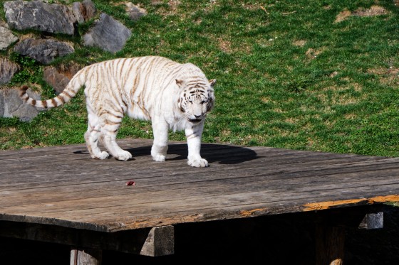 Zoo Kernhof Tiger 20 