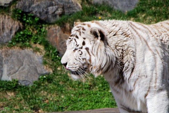 Zoo Kernhof Tiger 21 