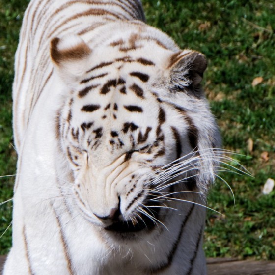 Zoo Kernhof Tiger 25 