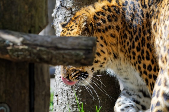 Zoo Kernhof chinesischer Leopard 10 