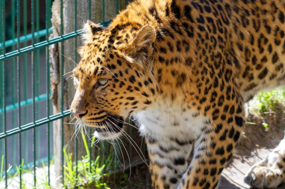 Zoo Kernhof chinesischer Leopard 11 