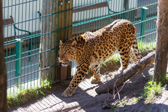 Zoo Kernhof chinesischer Leopard 12 