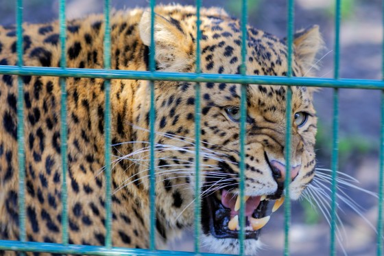 Zoo Kernhof chinesischer Leopard 13 