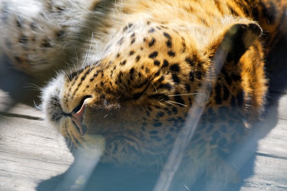 Zoo Kernhof chinesischer Leopard 5 