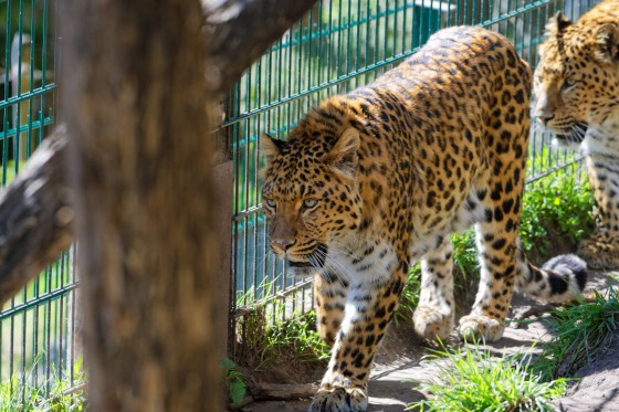 Zoo Kernhof chinesischer Leopard 9 