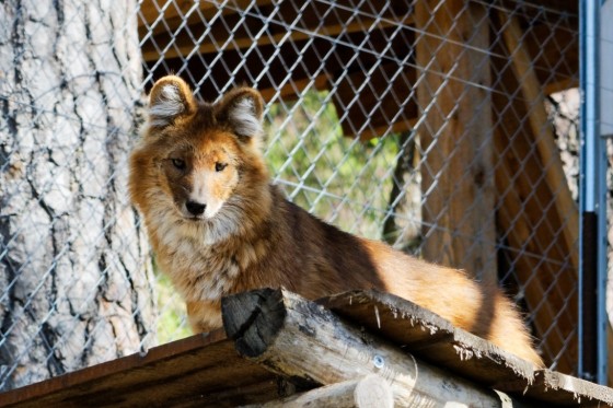 Zoo Kernhof russischer Rothund 3 