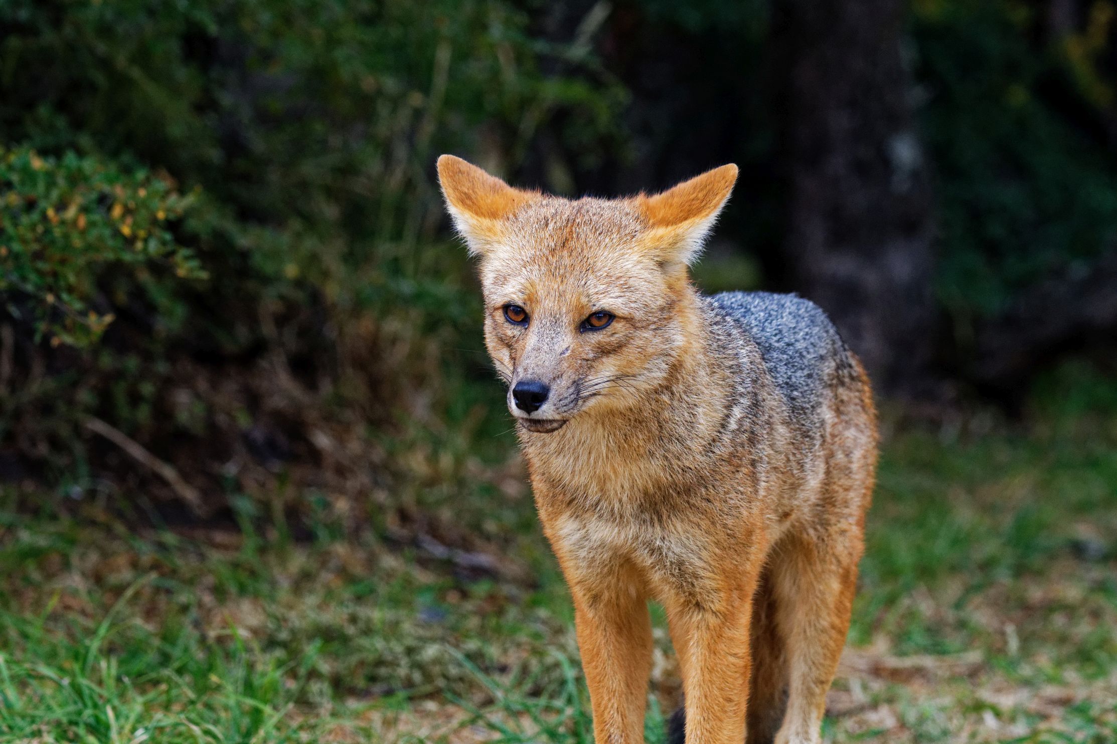 andenfuchs frontal 2022-02-06 andenfuchs frontal 2022-02-06