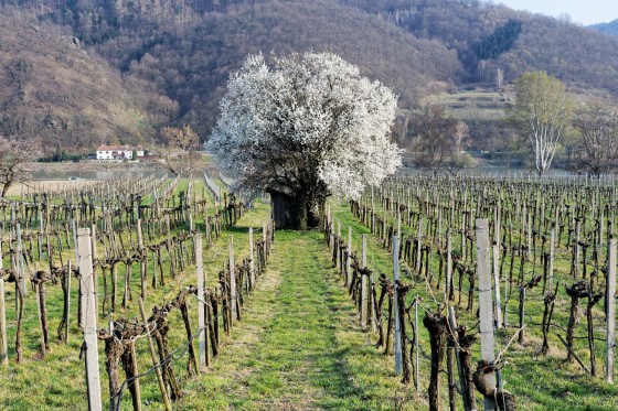 baum blüte wachau 