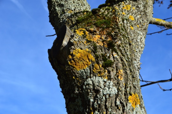 baum mit moos seeberg datum