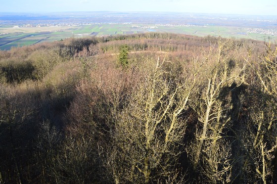 blätterloser wald tulbinger kogel blätterloser wald tulbinger kogel