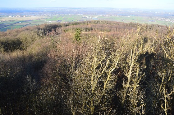 blätterloser wald tulbinger kogel 