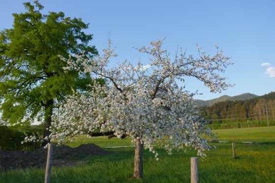 blühender baum benediktbeürn hdr 