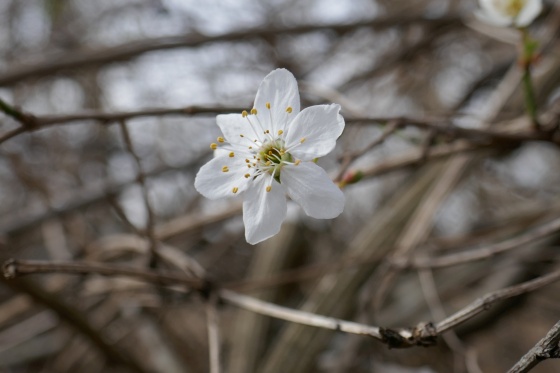 blüte lobau 