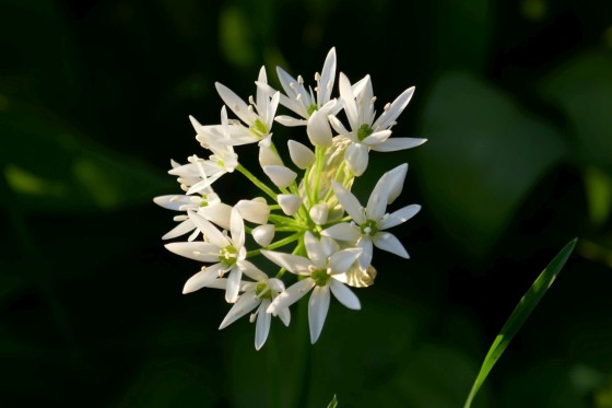 blüte weiss 