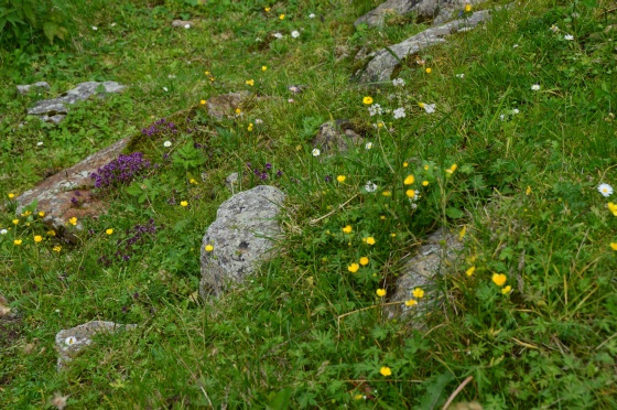blumenwiese am sölkpass blumenwiese am sölkpass