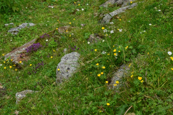 blumenwiese am sölkpass 