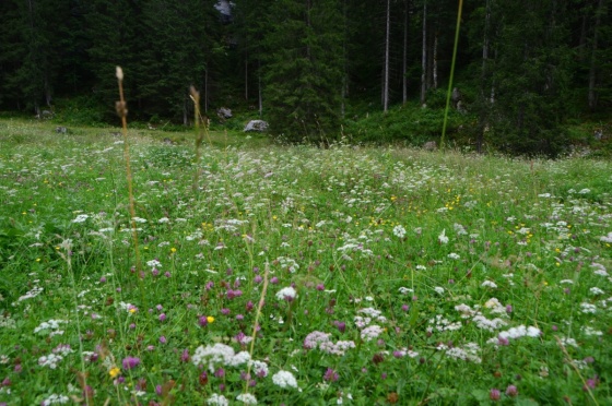 blumenwiese auf der zimitzalm 