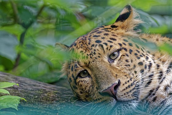 chinesischer leopard 2020-07-30 chinesischer leopard 2020-07-30
