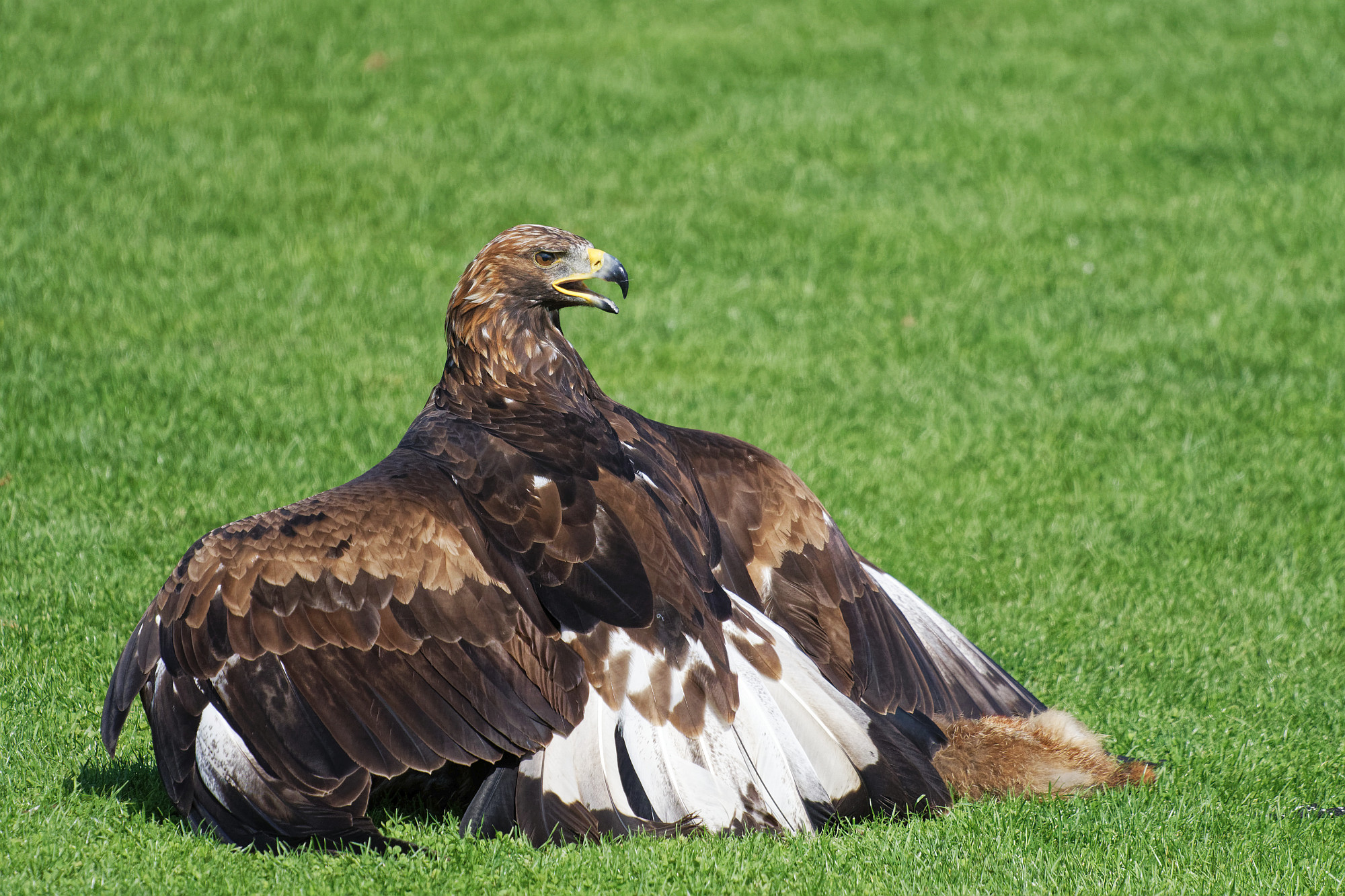 ein aufgeregter steinadler 2020-10-02 ein aufgeregter steinadler 2020-10-02