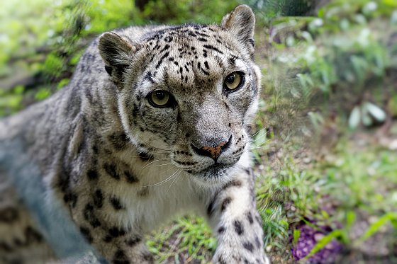 face2face with panthera uncia 2020-07-19 face2face with panthera uncia 2020-07-19
