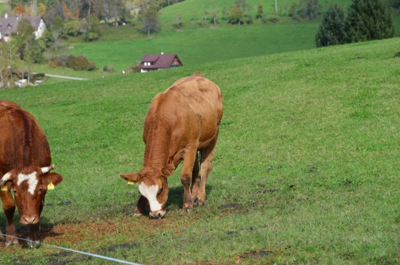 flauschige kuh 