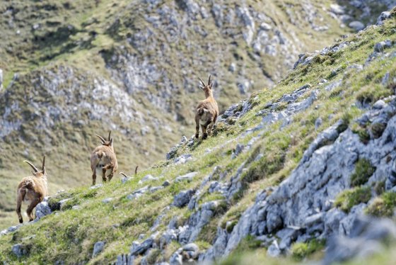flüchtende gämsen hohe weichsel 2020-07-01 flüchtende gämsen hohe weichsel 2020-07-01