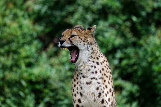 gepardin im zoo toronto 2019-07-21 gepardin im zoo toronto 2019-07-21