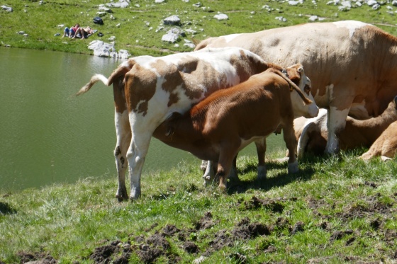 gesäugtes kalb mit mutter kuh gesäugtes kalb mit mutter kuh