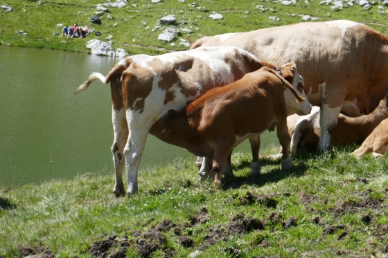 gesäugtes kalb mit mutter kuh 