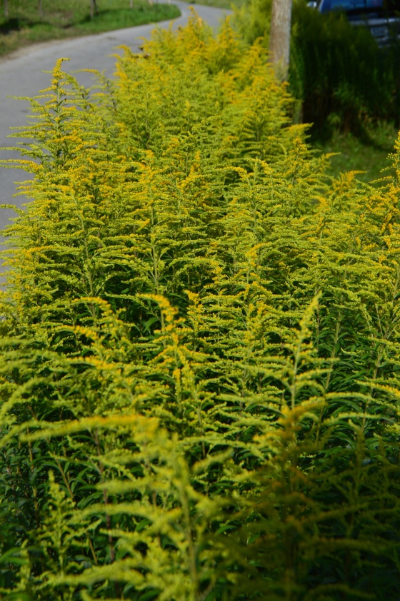 goldruten hecke goldruten hecke