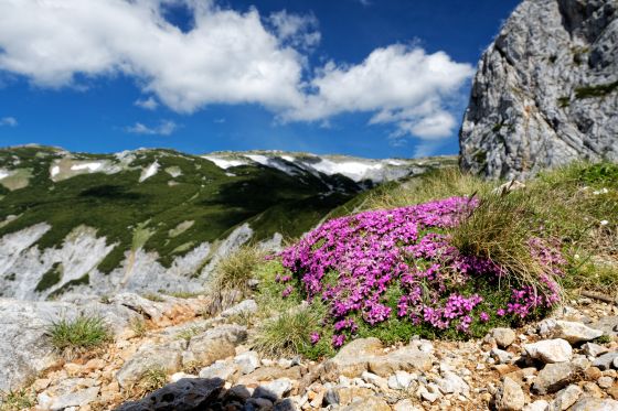 hans von haidsteig blumen am raxmassiv 2020-06-13