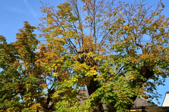 herbstlicher baum in ybbsitz 