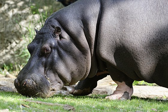 hippopotamus 2020-07-23