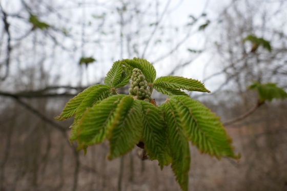 knospe lobau 