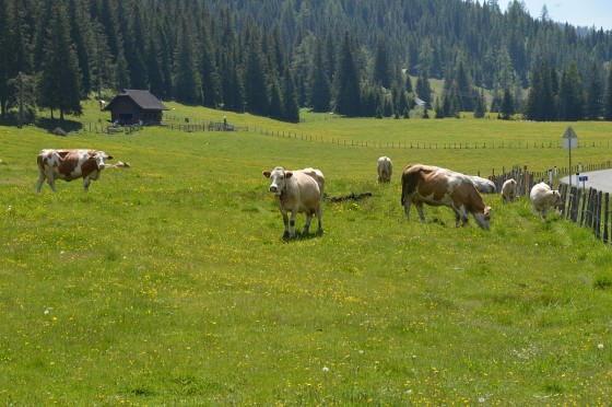 kuh idylle kuh idylle