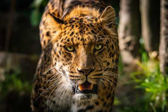leopard weisser zoo kernhof portrait 2019-10-19 leopard weisser zoo kernhof portrait 2019-10-19